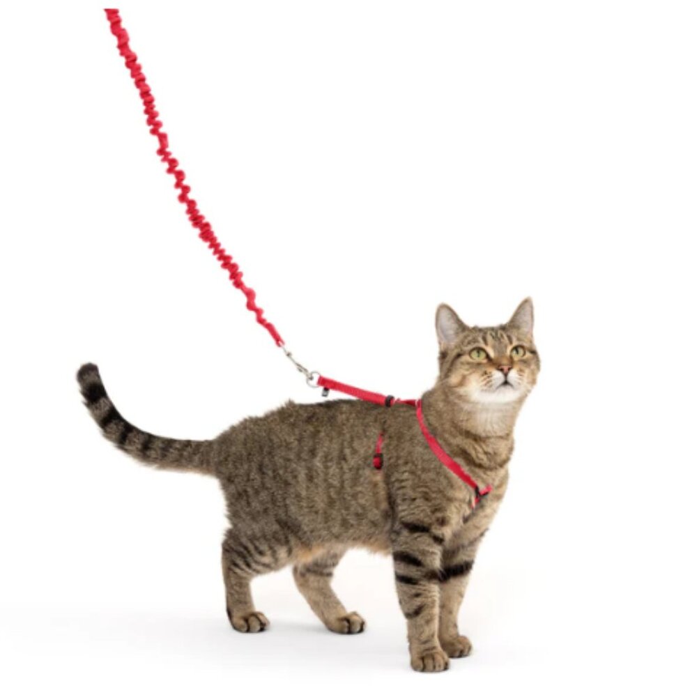 PetSafe Come With Me Kitty Bungee Leash Set of 2, Red, Sz M 50" + L 59"